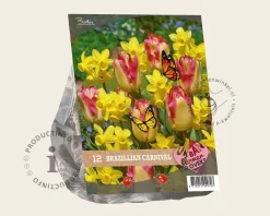 Tulipa / Narcissus - Brazilian Carnaval