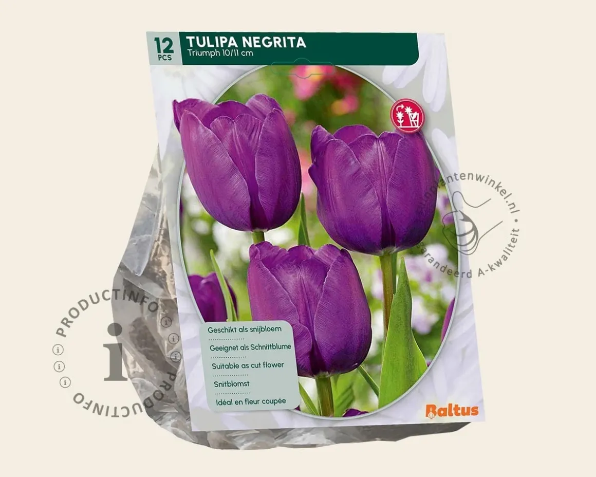 Tulipa 'Negrita'
