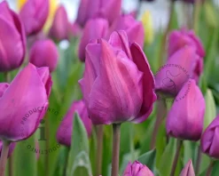 Tulipa 'Negrita'