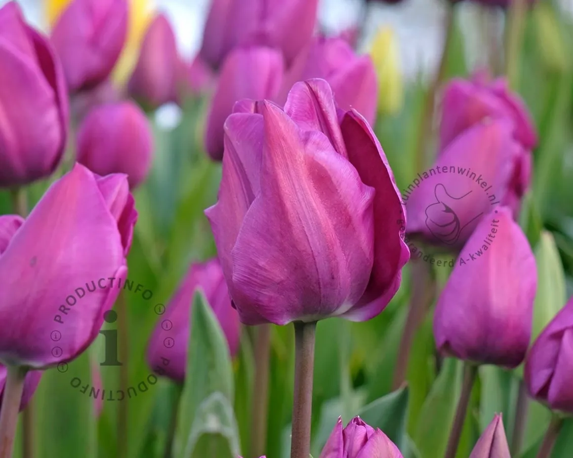 Tulipa 'Negrita'