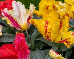 Tulipa Parrot Mix