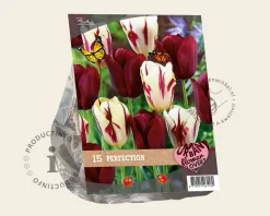 Tulipa Perfection
