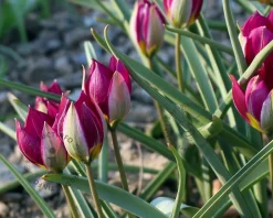 Tulipa 'Persian Pearl'
