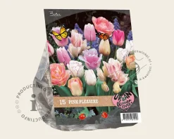 Tulipa Pink Pleasure
