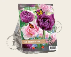 Tulipa Pretty in Pink