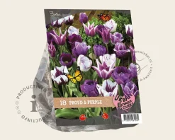 Tulipa Proud & Purple
