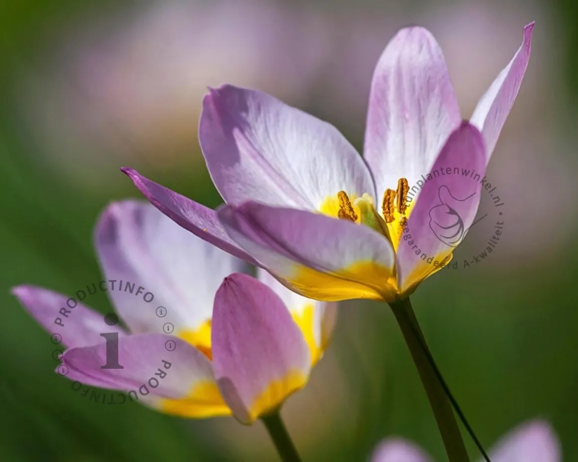 Tulipa Pulchella Humilis