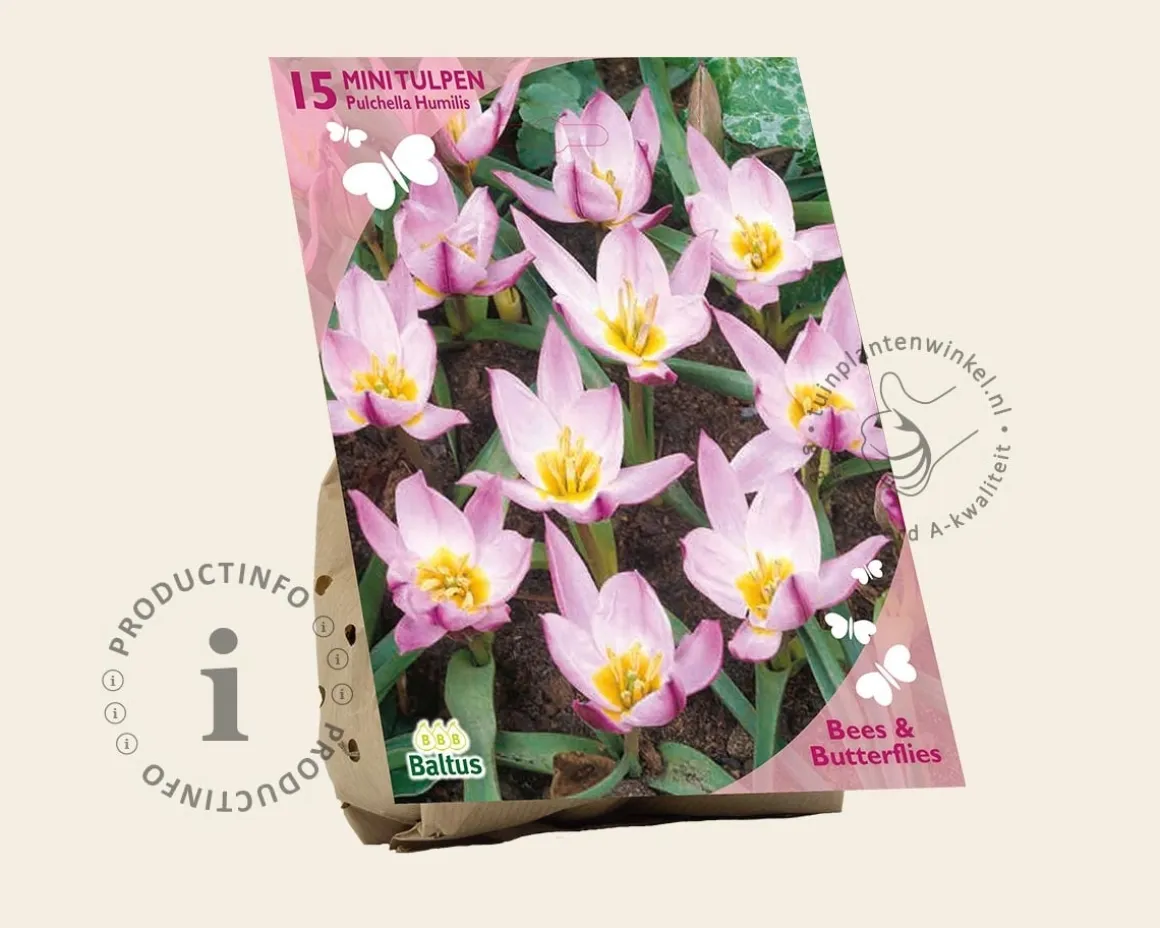 Tulipa Pulchella Humilis