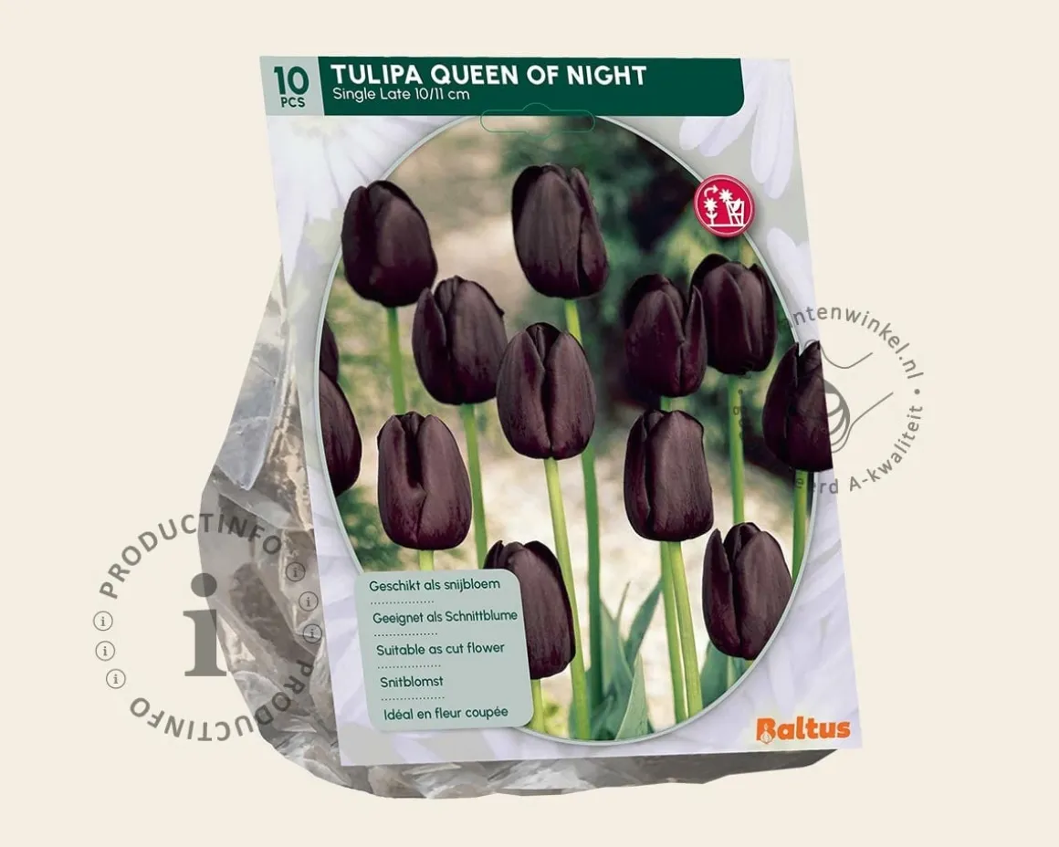 Tulipa 'Queen of Night'