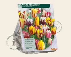 Tulipa Rembrandt Mix