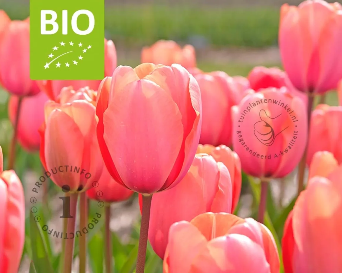 Tulipa 'Salmon Impression' - BIO