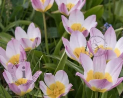 Tulipa saxatilis