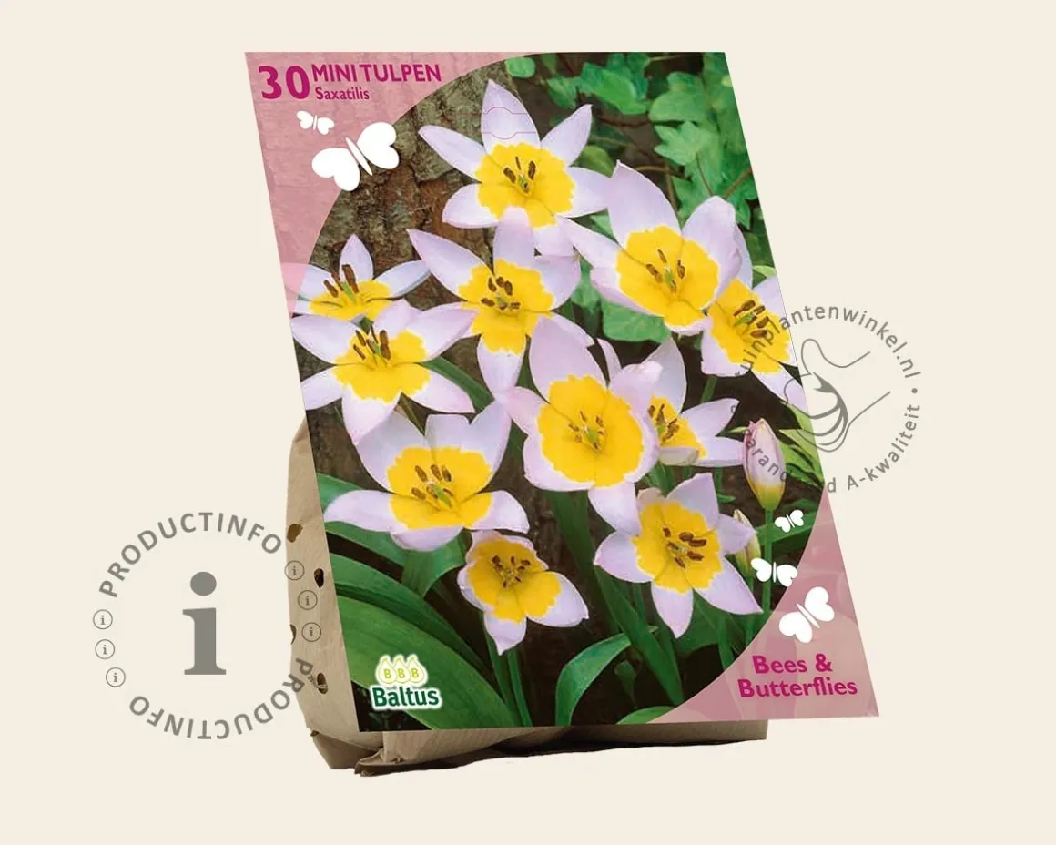Tulipa saxatilis