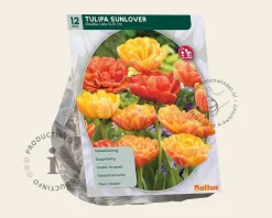 Tulipa 'Sunlover'