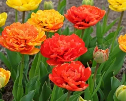 Tulipa 'Sunlover'