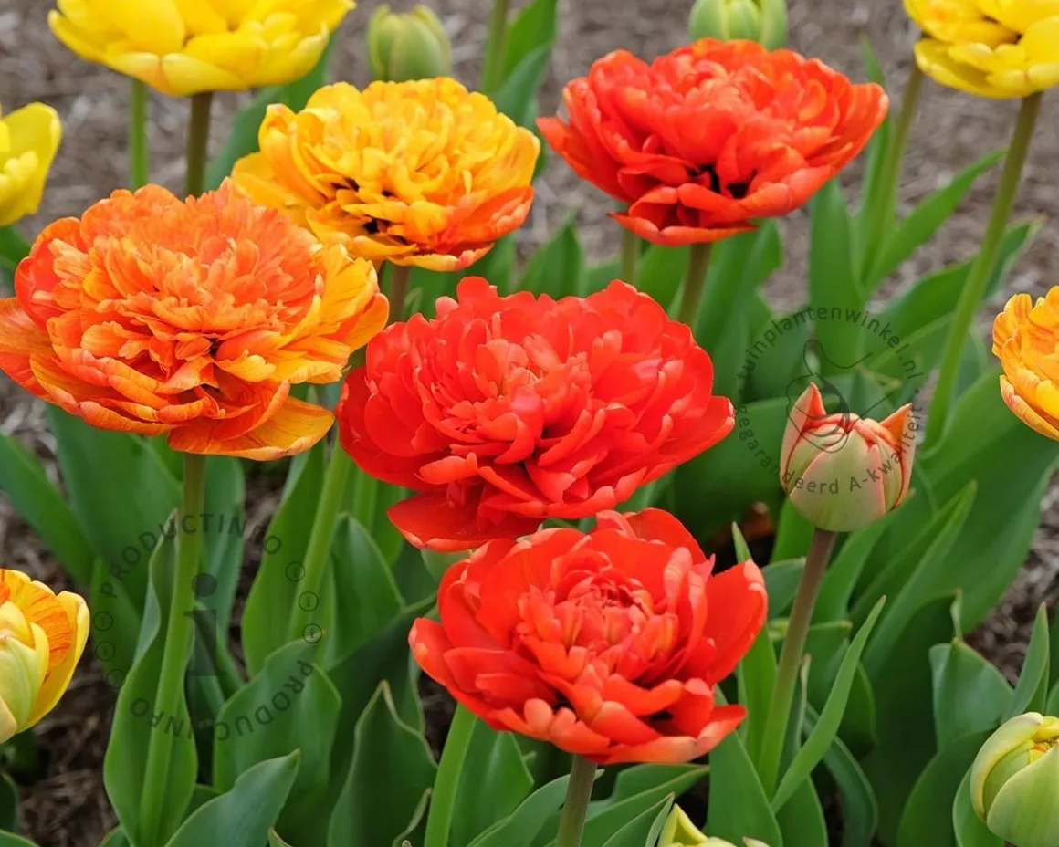 Tulipa 'Sunlover'