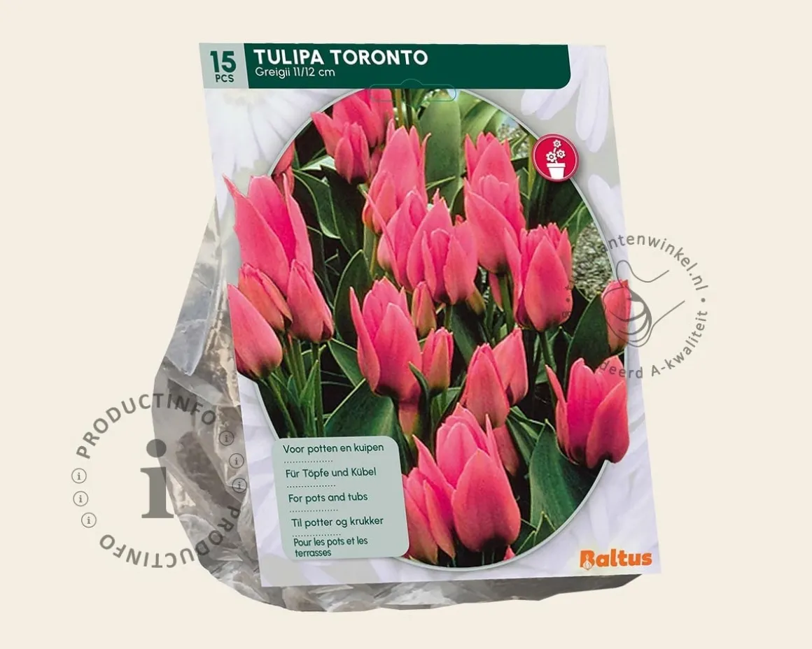 Tulipa 'Toronto'
