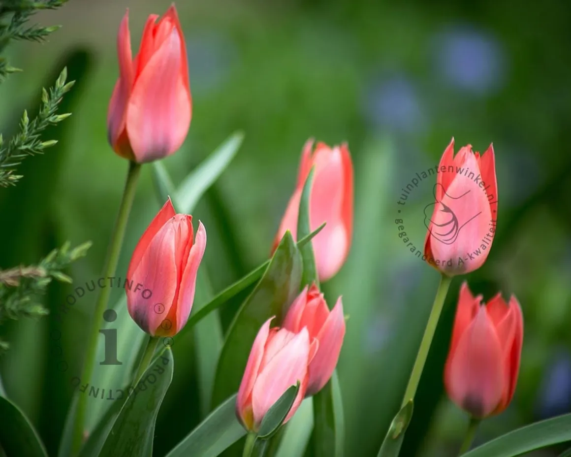 Tulipa 'Toronto'