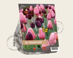 Tulipa Twilight Zone