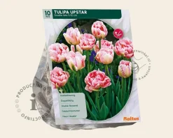 Tulipa 'Upstar'
