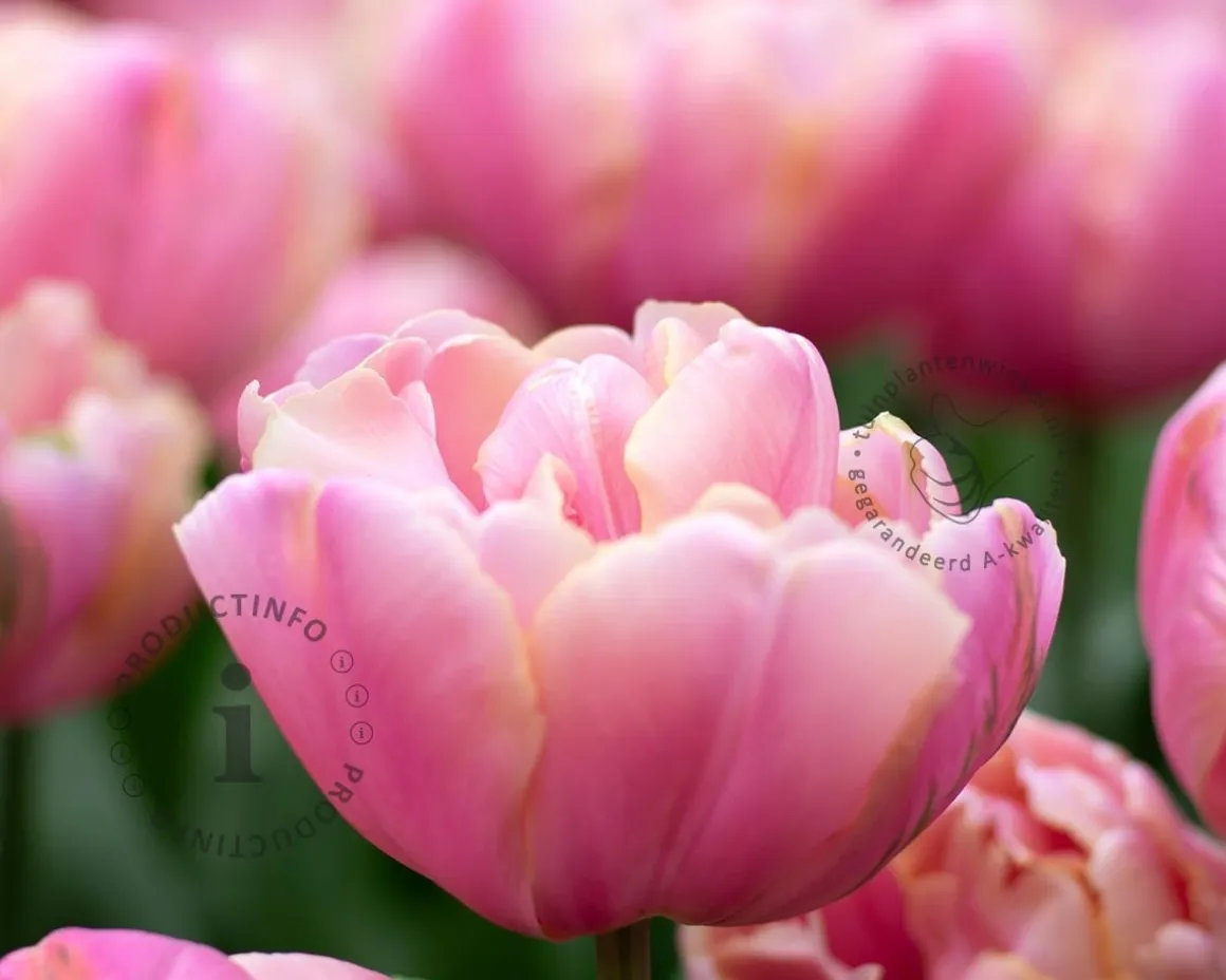 Tulipa 'Upstar'