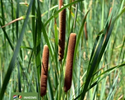 Typha latifolia