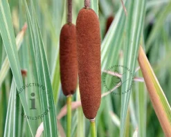 Typha latifolia 'Variegata'
