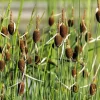 Typha minima