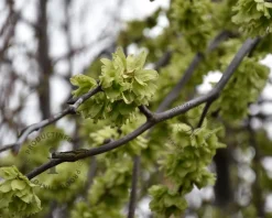 Ulmus 'Camperdownii' - 225 cm stam