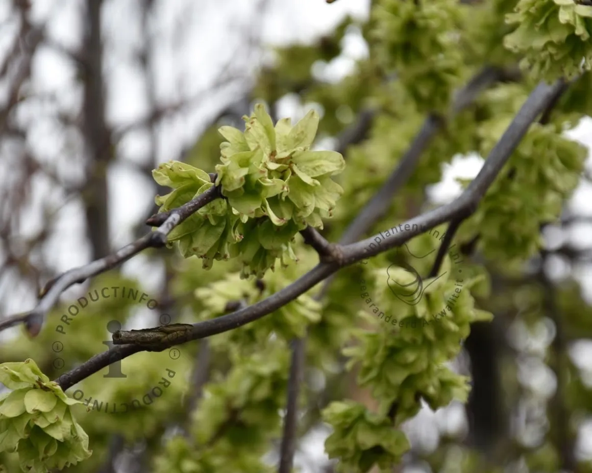 Ulmus 'Camperdownii' - 225 cm stam