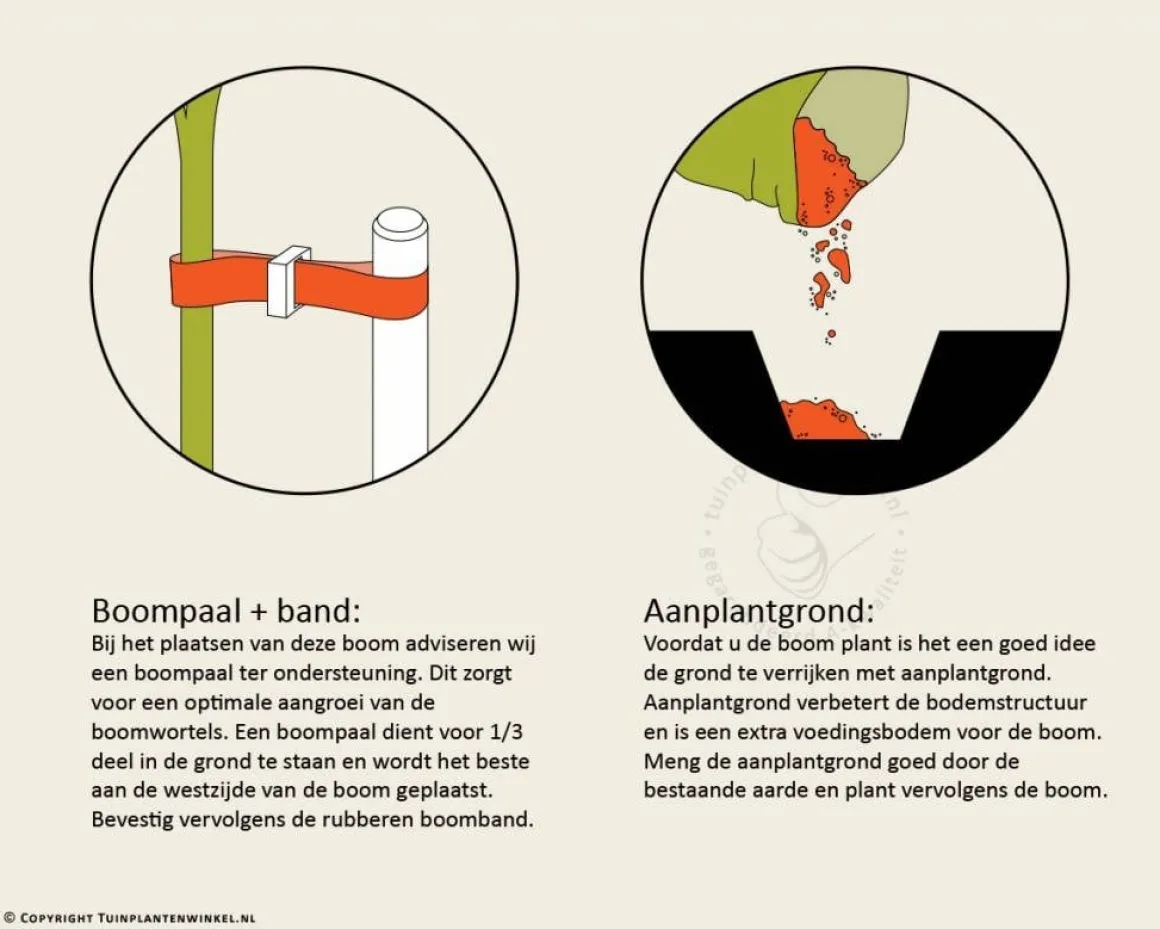 Ulmus 'Camperdownii' - 225 cm stam