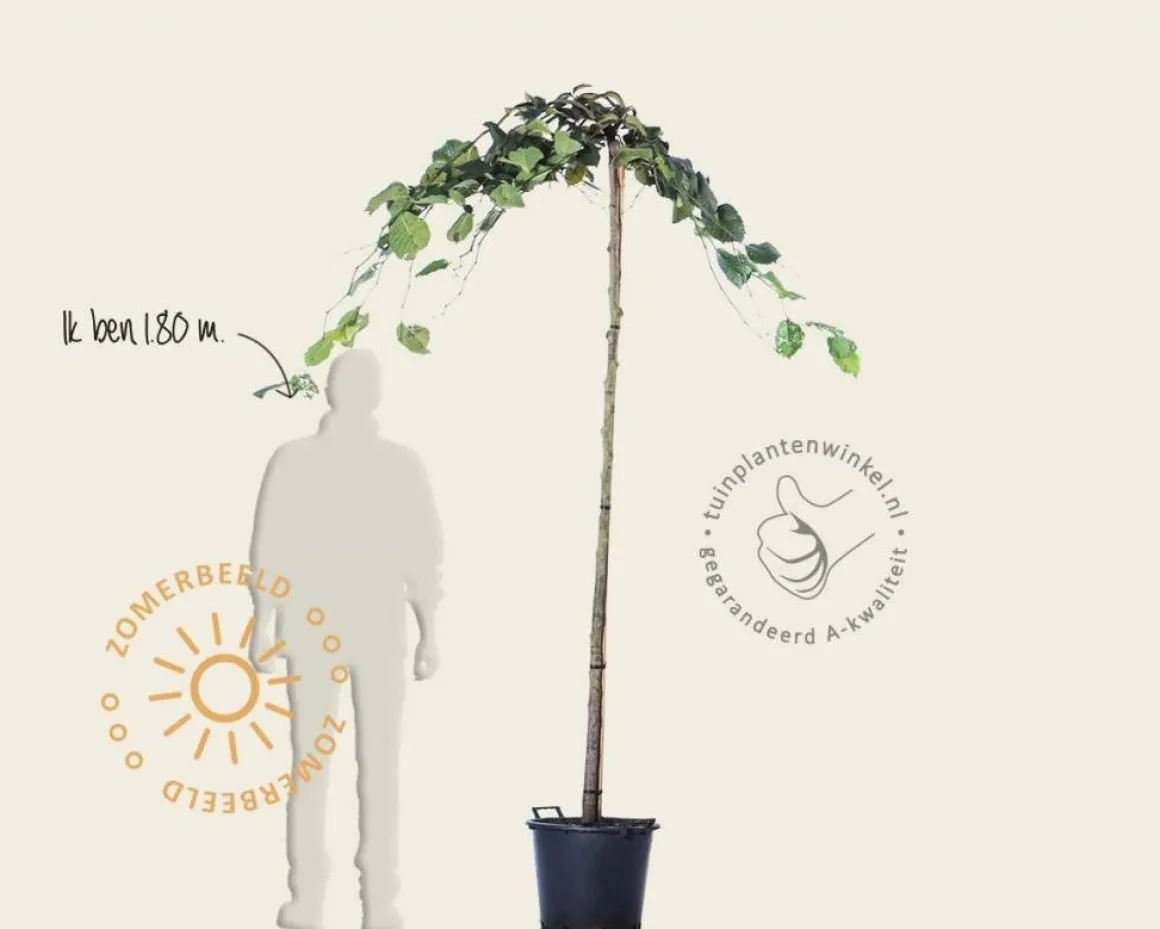 Ulmus 'Camperdownii' - 225 cm stam