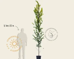 Ulmus x hollandica 'Wredei' - beveerd