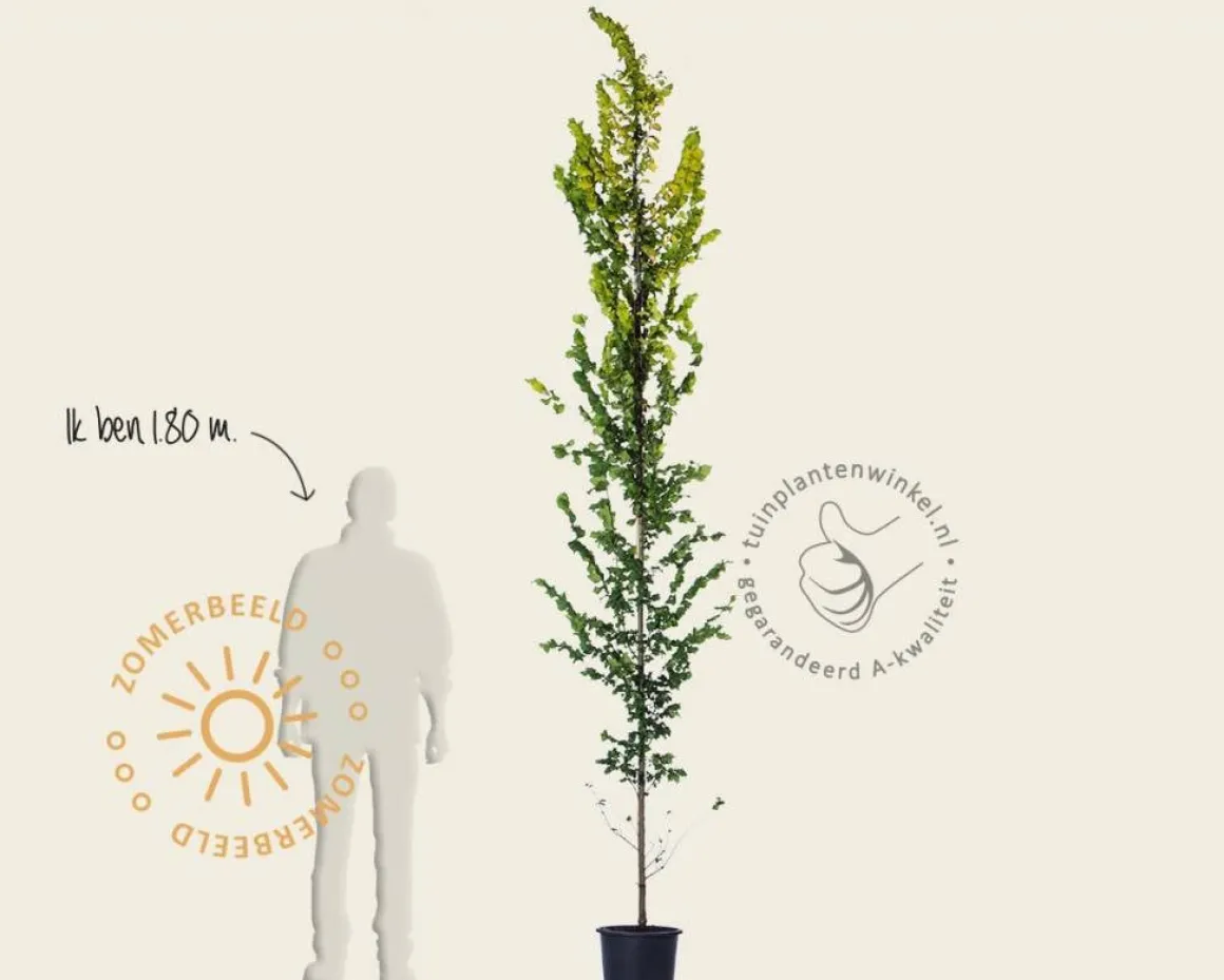 Ulmus x hollandica 'Wredei' - beveerd