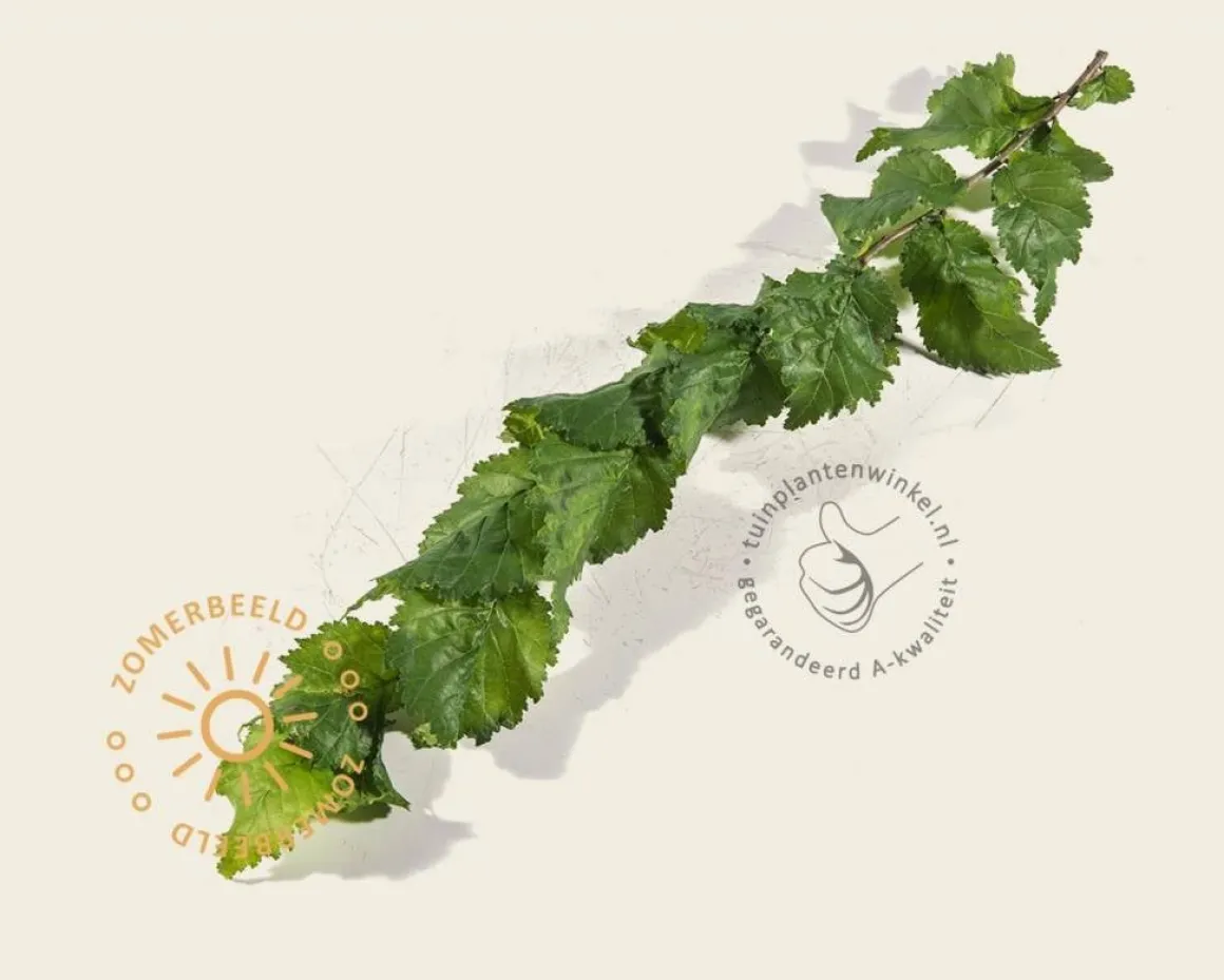 Ulmus x hollandica 'Wredei' - beveerd