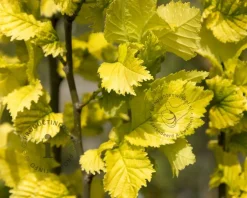 Ulmus x hollandica 'Wredei' - beveerd
