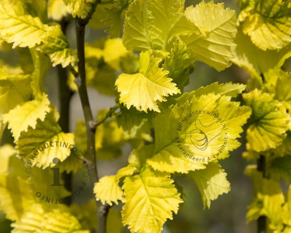 Ulmus x hollandica 'Wredei' - beveerd