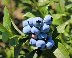 Vaccinium corymbosum 'Bluecrop'