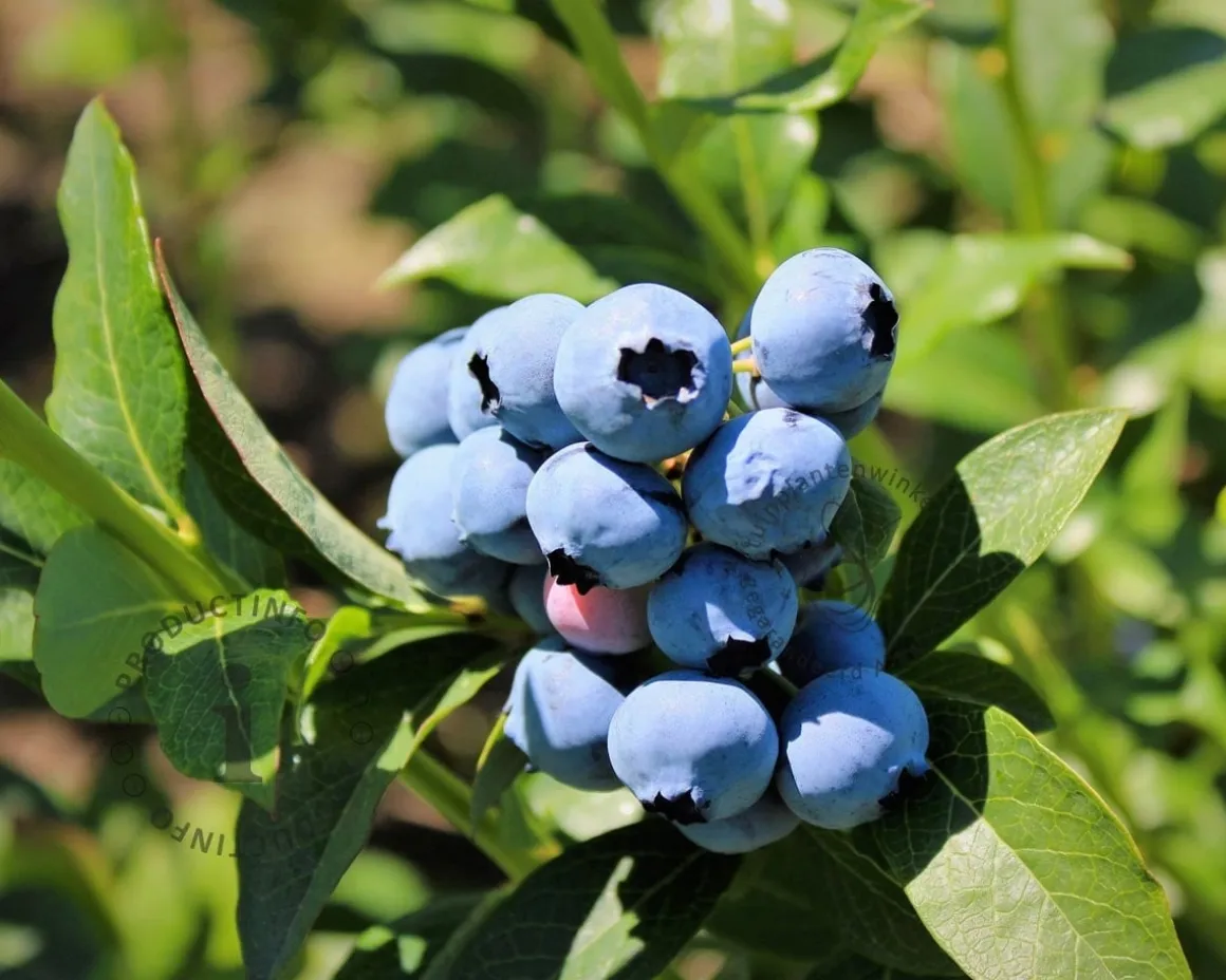 Vaccinium corymbosum 'Bluecrop'