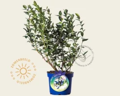 Vaccinium corymbosum 'Bluegold'