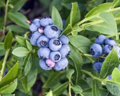 Vaccinium corymbosum 'Bluejay'