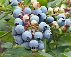 Vaccinium corymbosum 'Blue Suede'
