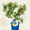 Vaccinium corymbosum 'Bluetta'