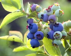 Vaccinium corymbosum 'Bluetta'