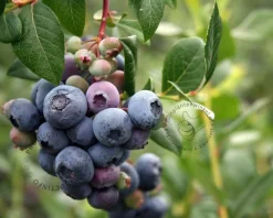 Vaccinium corymbosum 'Brigitta Blue'