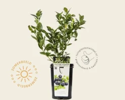 Vaccinium corymbosum 'Brigitta Blue'