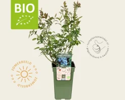 Vaccinium corymbosum 'Brigitta Blue' - BIO
