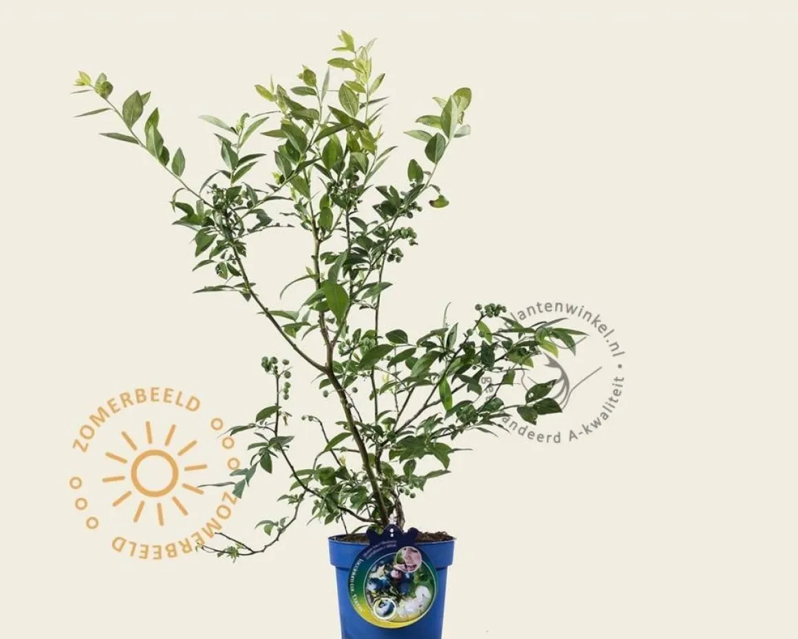 Vaccinium corymbosum 'Darrow'