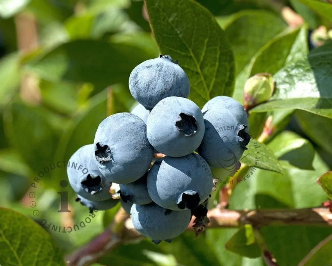 Vaccinium corymbosum 'Darrow'