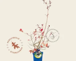 Vaccinium corymbosum 'Darrow'